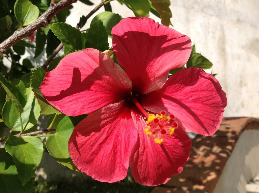 Casa Flor De Mar Hotel Zipolite Eksteriør billede
