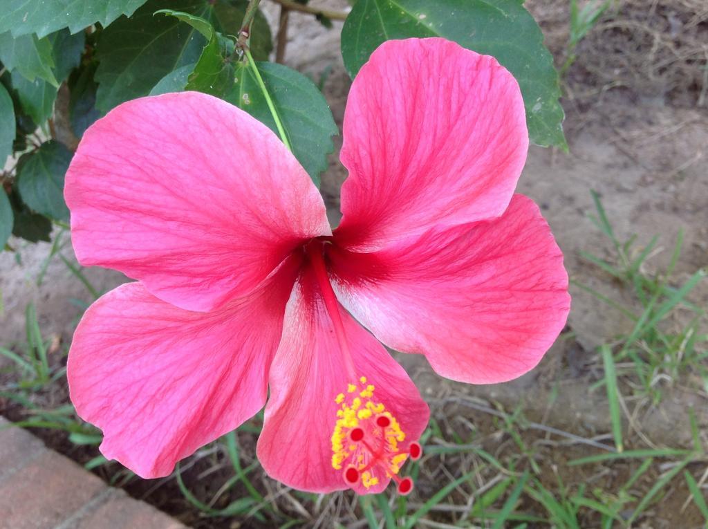 Casa Flor De Mar Hotel Zipolite Eksteriør billede